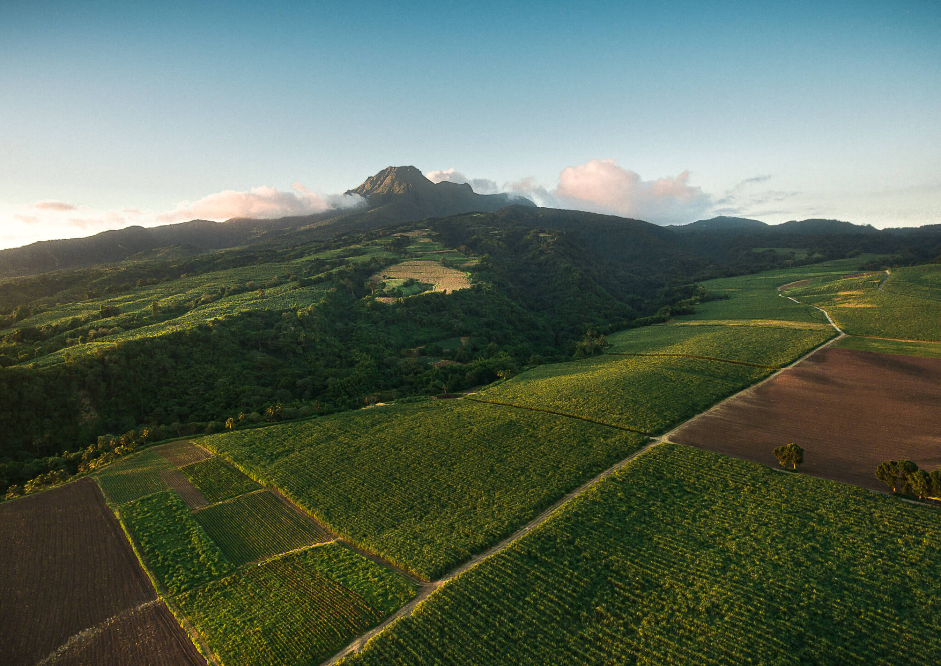 depaz-champs-de-canne-domaine-depaz